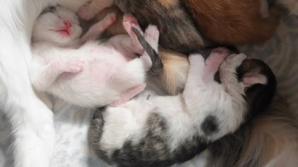 Los gatitos blancos del bebé duermen tirando de las patas en el sueño habiendo puesto la cabeza sobre la barriga caliente y habiendo sacado la lengua después de beber la leche cerca de la mamá
 - Metraje, vídeo