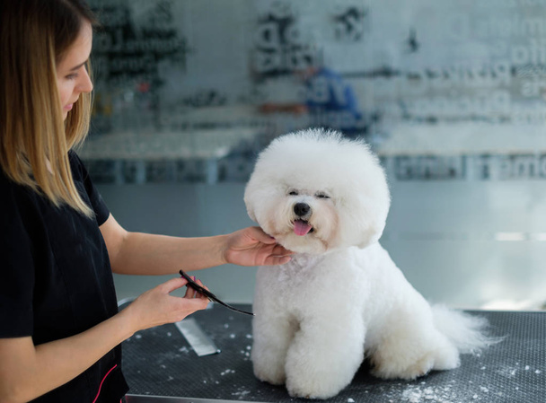 Bichon Fries σε ένα ινστιτούτο καλλωπισμού σκύλων - Φωτογραφία, εικόνα