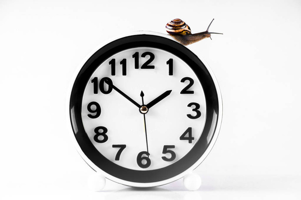 Time lapse concept - snail and clock isolated on white - Valokuva, kuva