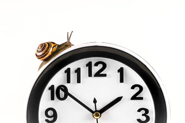 Time lapse concept - snail and clock isolated on white - Foto, afbeelding