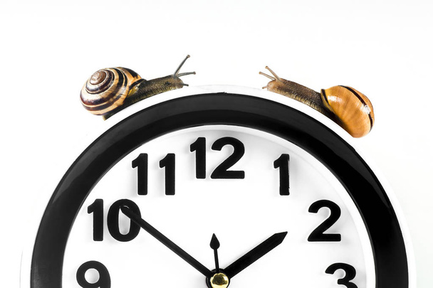 Time lapse concept - snail and clock isolated on white - 写真・画像