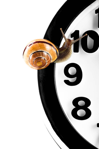 Time lapse concept - snail and clock isolated on white - 写真・画像