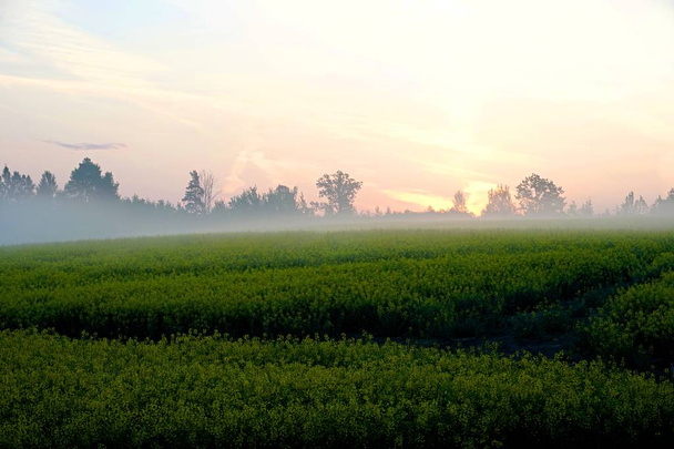 Изнасилование поля с туманом, восход солнца
             - Фото, изображение