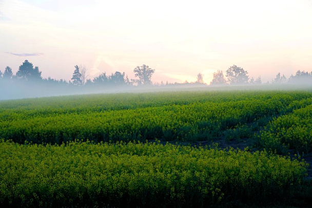 Verkrachting veld met mist, Sunrise             - Foto, afbeelding