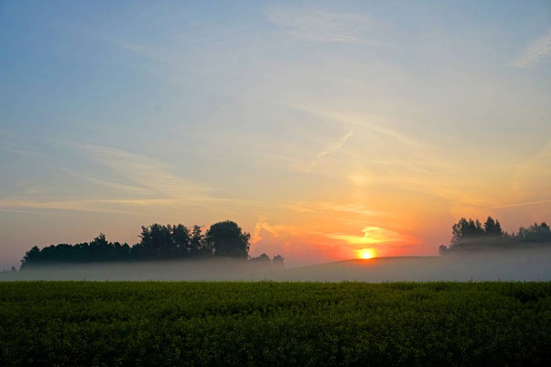 Campo de violación amarillo temprano en la mañana con árboles en la niebla, amanecer
                      - Foto, imagen