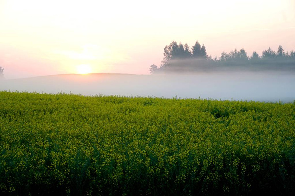 Κίτρινο πεδίο βιασμού νωρίς το πρωί με δέντρα στην ομίχλη, ανατολή του ηλίου                      - Φωτογραφία, εικόνα