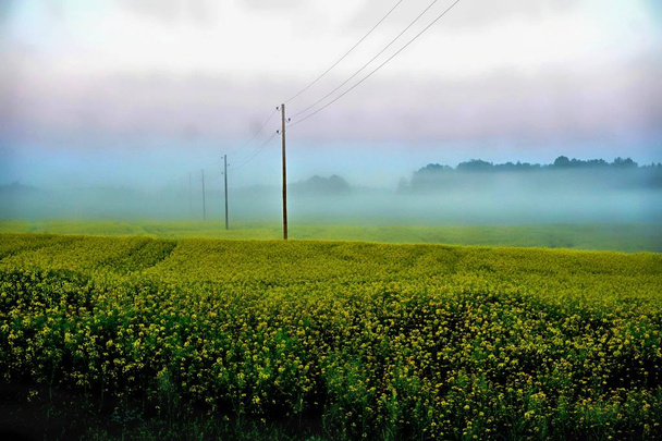     Κίτρινος βιασμός, νωρίς το πρωί, με πόλους ηλεκτρισμού στην ομίχλη, Ανατολή - Φωτογραφία, εικόνα