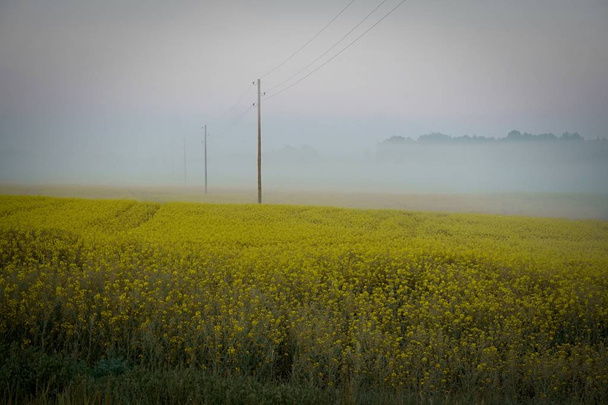     gelbes Rapsfeld am frühen Morgen mit Strommasten im Nebel, Sonnenaufgang - Foto, Bild