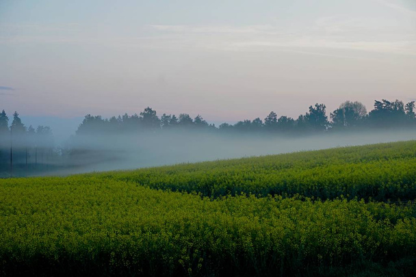 Κίτρινο πεδίο βιασμού νωρίς το πρωί με δέντρα στην ομίχλη, ανατολή του ηλίου - Φωτογραφία, εικόνα