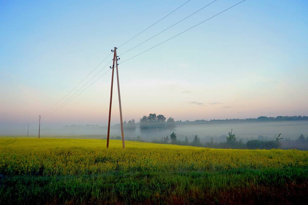     Желтое поле изнасилования рано утром с электрическими столбами в тумане, восход солнца
 - Фото, изображение