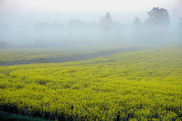 Желтое поле рапса рано утром с деревьями в тумане, восход солнца
 - Фото, изображение