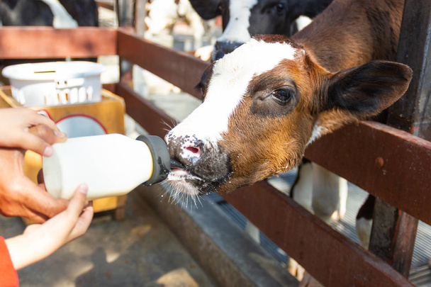 Bambino mucca nutrendosi di bottiglia di latte a mano gli uomini
  - Foto, immagini