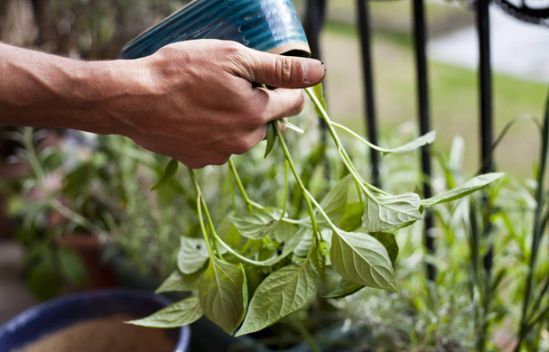 Man gardener transplanting young chili pepper plants to bigger p - Photo, Image