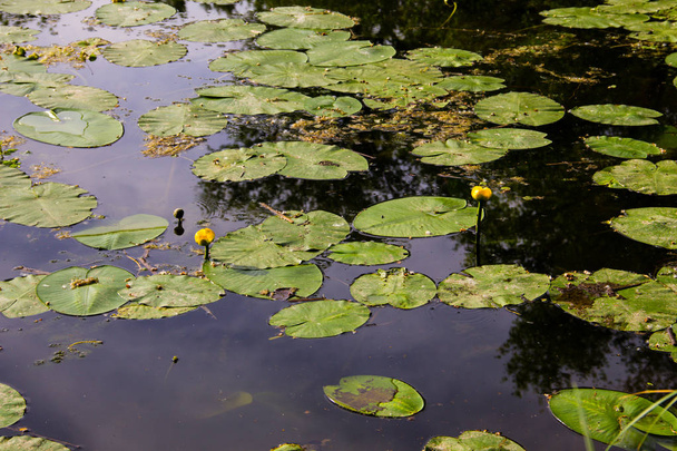 Yellow water flowers (Nuphar Lutea) - Foto, Imagen
