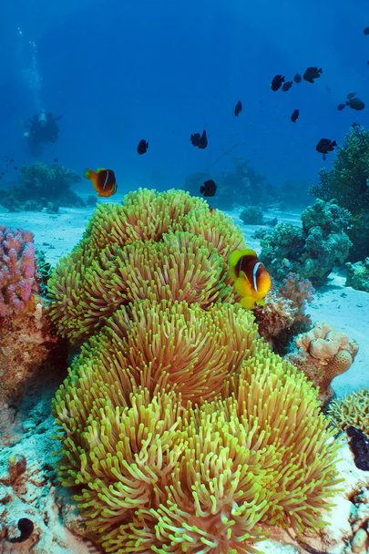 υπέροχη ανεμώνη με anemonefish - Φωτογραφία, εικόνα