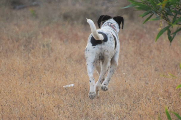 Mutlu yetişkin İngilizce sivri yürüyüş köpek - Fotoğraf, Görsel