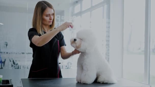 Bichon Fries w salonie pielęgnacyjnym dla psów - Materiał filmowy, wideo