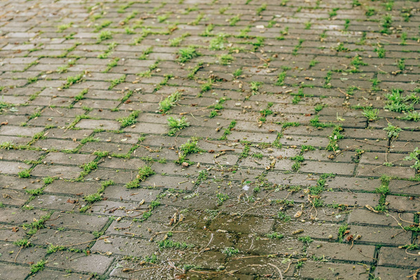 Vihreä ruoho kasvaa päällystys laatat. Kävele Tashkentin kaduilla
. - Valokuva, kuva