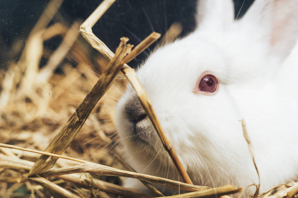Hermoso conejo blanco joven en una paja, heno, fondo
. - Foto, imagen