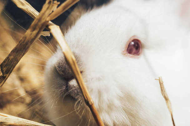 Bir saman, saman, arka plan üzerinde güzel genç beyaz tavşan. - Fotoğraf, Görsel