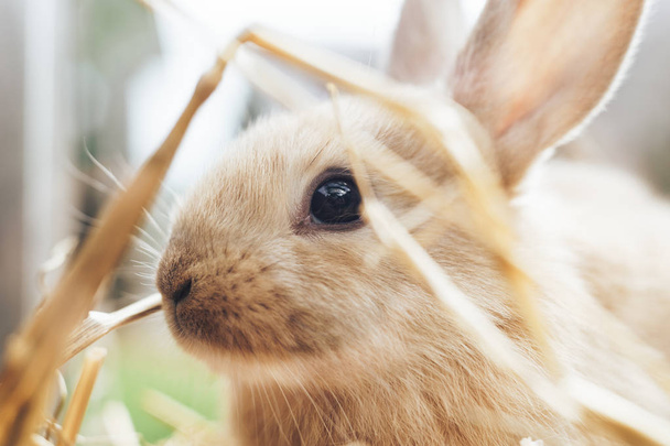わら、干し草、背景に美しい若い茶色のウサギ. - 写真・画像