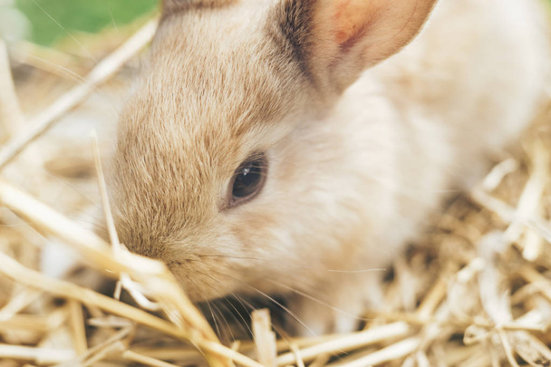 Bir saman, saman, arka plan üzerinde güzel genç kahverengi tavşan. - Fotoğraf, Görsel