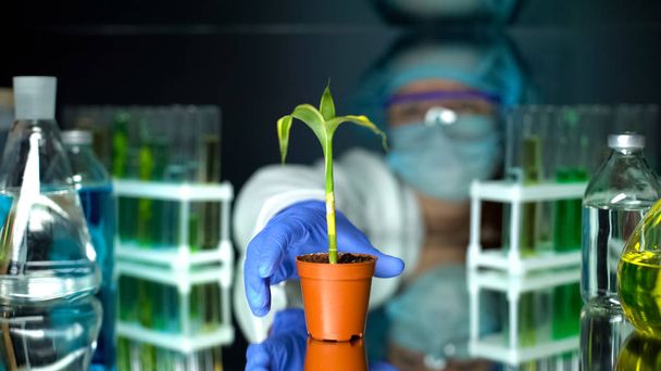 Biologist holding green corn plant, examining growth in laboratory conditions - Foto, immagini