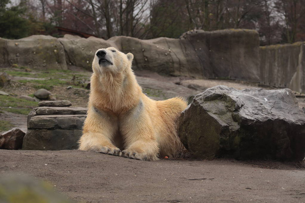 ours polaire (Ursus maritimus), ours hypercarnivore, rester sur la roche, et se promener autour
 - Photo, image