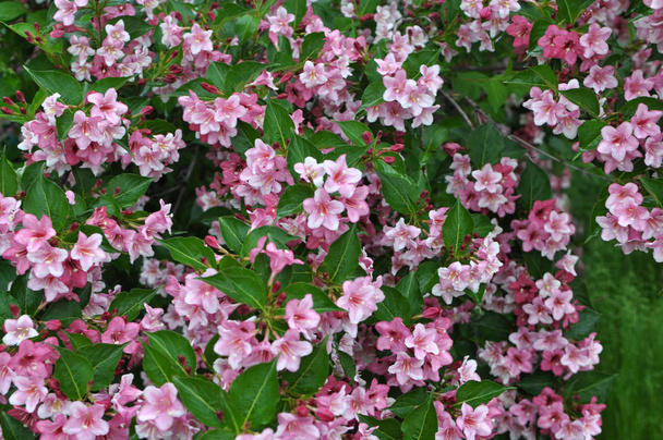 Weigela bloeit in de tuin - Foto, afbeelding