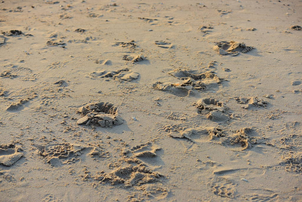 pegadas na praia na areia, close-up
 - Foto, Imagem