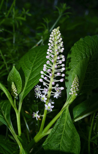 American pokeweed (Phytolacca americana) during the budding period - Photo, Image