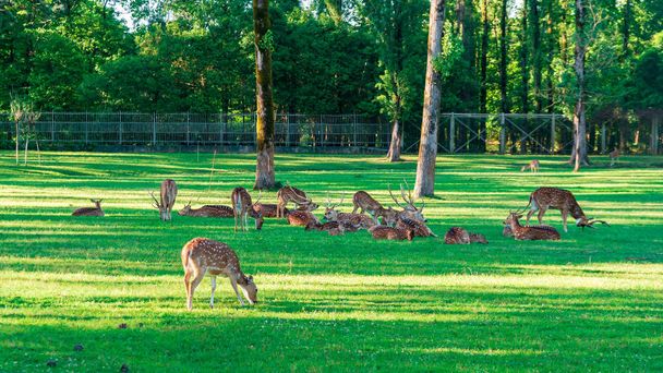 Spotted Deer's lays down on the green grass - Foto, Imagem
