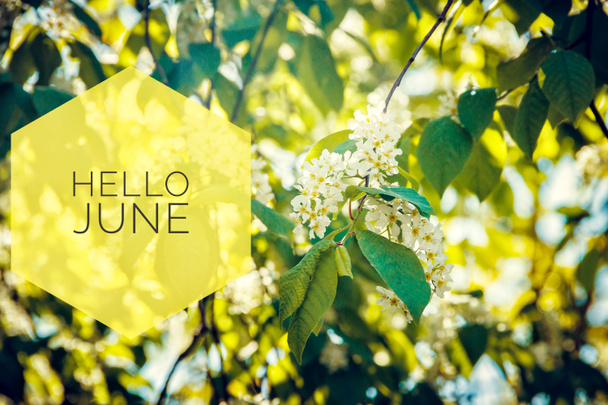 Banner Merhaba Haziran. Yeni sezon. Fotoğraftaki sarı çiçeklerle metin. - Fotoğraf, Görsel