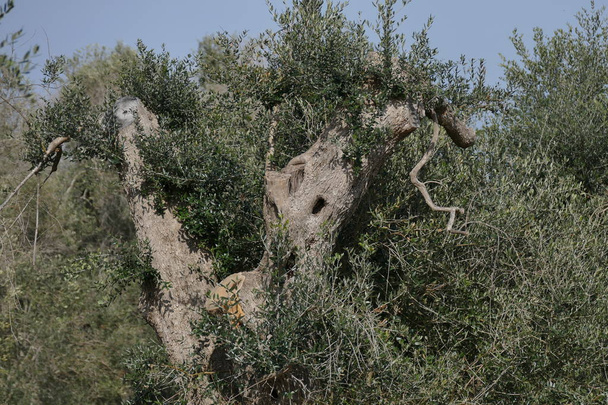 Olivenbäume aufgrund der Xilella-Krankheit beschnitten - Foto, Bild