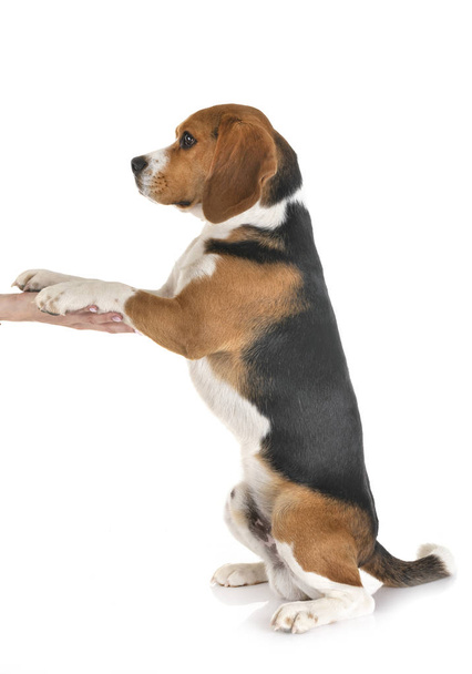 beagle in studio - Foto, Bild