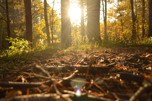 Sun in the forest - Valokuva, kuva
