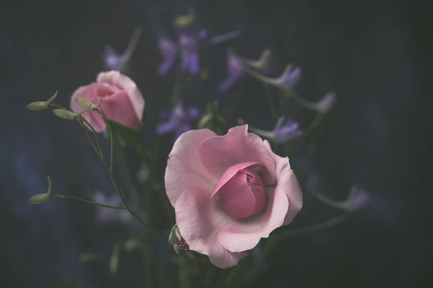 暗い背景マクロ上の小さな薄いピンクのバラと野生の花 - 写真・画像