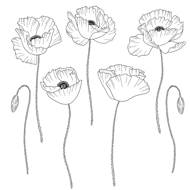 Poppies. Hand drawn vector illustration. Monochrome black and white ink sketch. Line art. Isolated on white background. Coloring page - Vector, Image