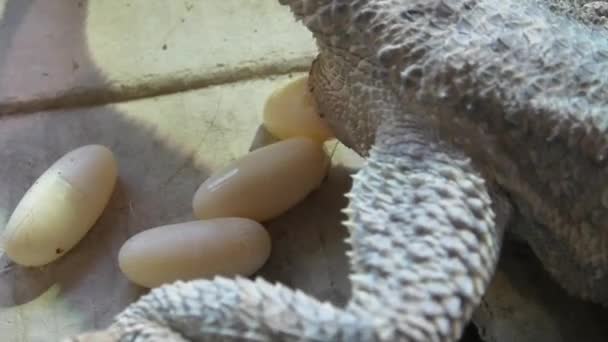 Dragón barbudo depositando huevos
 - Metraje, vídeo