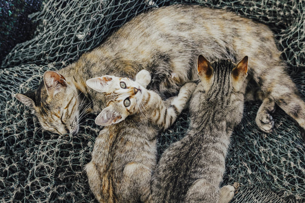 Yavru kediler annelerinden süt emerler. - Fotoğraf, Görsel