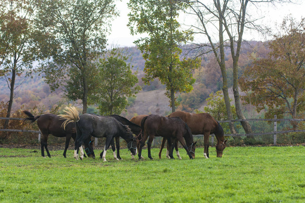 A herd of horses grazing on a farm - Fotó, kép