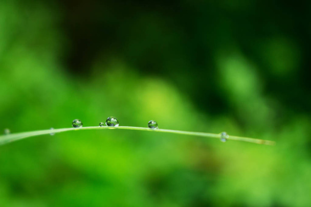 Gota de agua sobre hierba de hoja
 - Foto, Imagen
