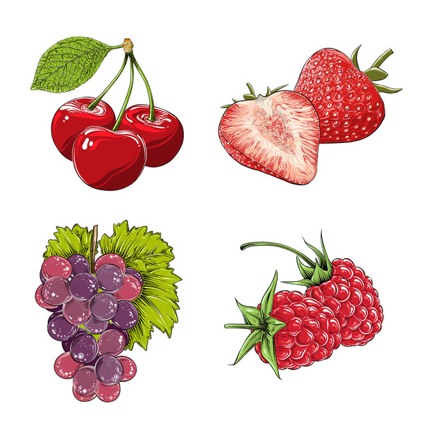 Set of berries in color. Isolated on white background. Hand-drawn elements such as grape, cherry, strawberry and raspberry. Vector illustration - Vector, imagen