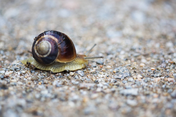 beautiful snail in the garden crawling along the road - Photo, Image