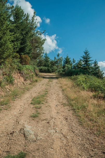 Dirt road on hilly terrain covered by bushes and trees - Photo, Image