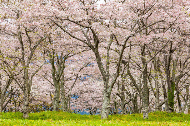 tre fiori di ciliegio in primavera
 - Foto, immagini