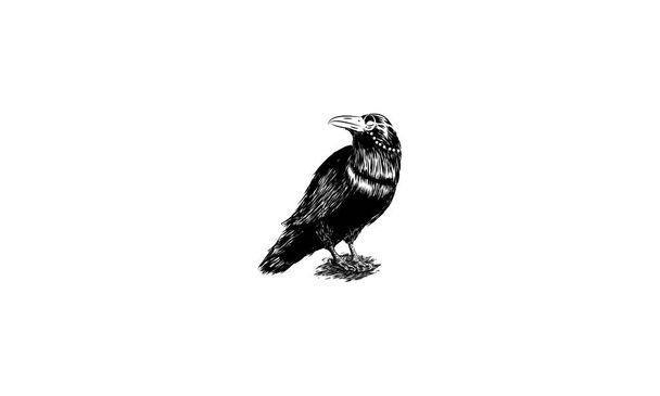 crow vintage vector icono logo
 - Vector, imagen