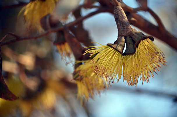 Žluté květy Eucalyptus megacornuta, čeledi Myrtaceae. Žvýkačka s křovím endemická pro Krkavčí hřbet v jihozápadní Austrálii. Běžný název je bradavice Yate nebo bradavice Yate.Valued pro produkci medu v důsledku nektaru bohaté květiny. - Fotografie, Obrázek