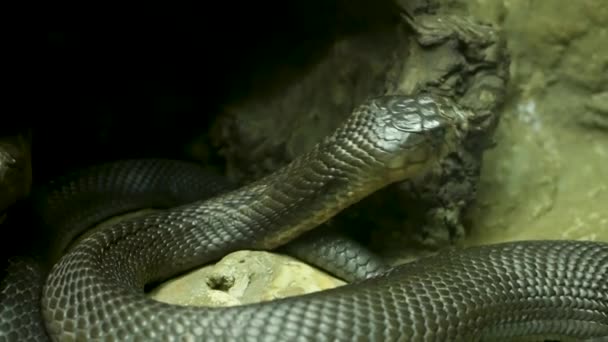 Serpente velenoso maestoso dalla pelle scura. Bellissimo re cobra monocolo con pelle nera su roccia in gabbia terrario - Filmati, video