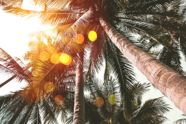 Tropische palmboom met kleurrijke bokeh zonlicht op avondrood wolk abstracte achtergrond. - Foto, afbeelding